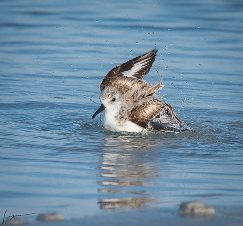 SanderlingFtDesoto20190408_0250