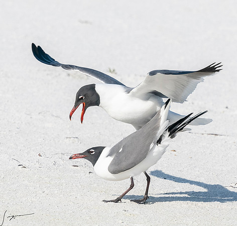 LaughingGullFtDesoto20190408_0467