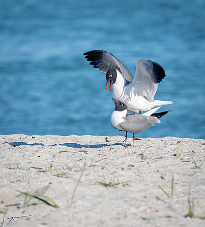 LaughingGullsMatingFtDesoto20190324_0264