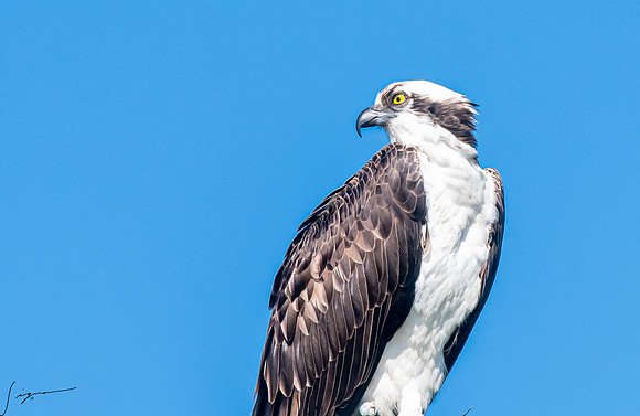 OspreyFtDesoto20190325_0873