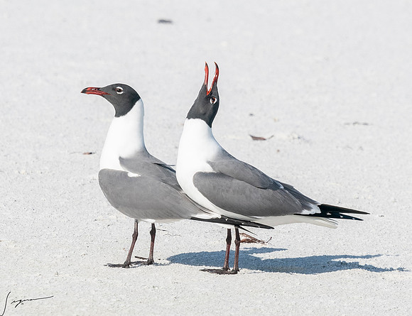 LaughingGullFtDesoto20190408_0448