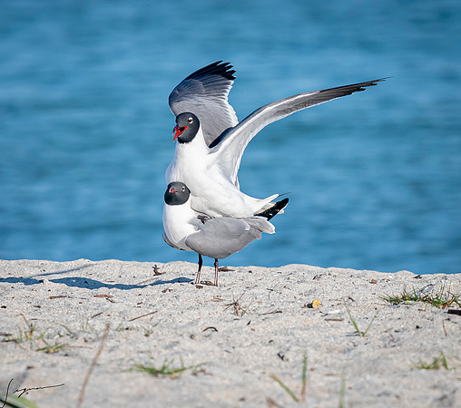 LaughingGullsMatingFtDesoto20190324_0266