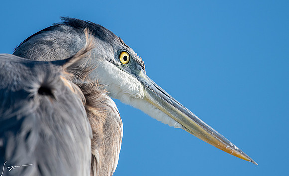 GreatBlueHeronFtDesoto20190325_0493