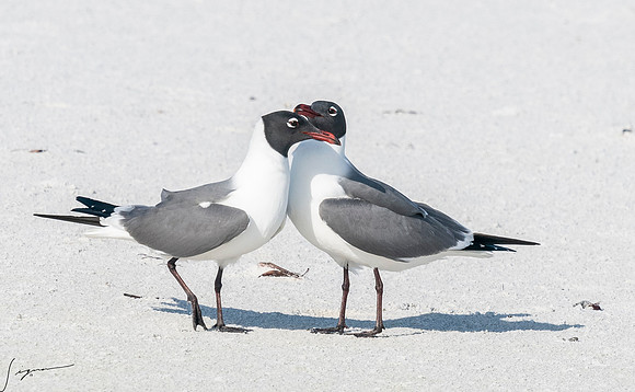 LaughingGullFtDesoto20190408_0434