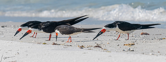 BlackSkimmerFtDesoto20190408_0693