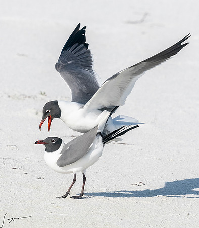LaughingGullFtDesoto20190408_0471