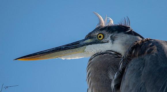 GreatBlueHeronFtDesoto20190325_0539