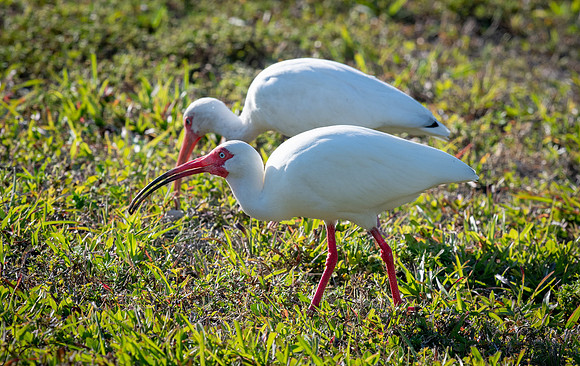 WhiteIbisFtDesoto20190324_0040