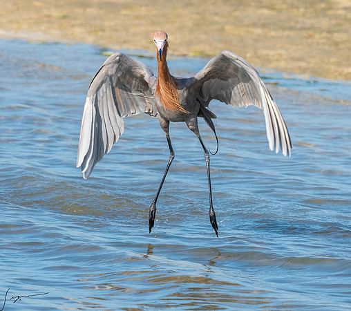 ReddishEgretFtDesoto20190408_0301