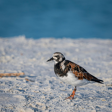 RuddyTurnstoneBreedingAdultFtDesoto20190408_0006-4