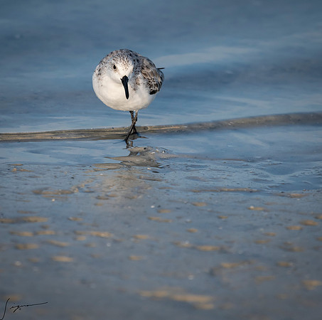 SanderlingFtDesoto20190408_0041