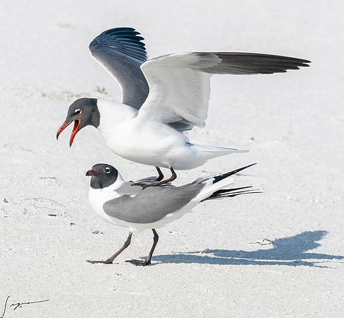 LaughingGullFtDesoto20190408_0481