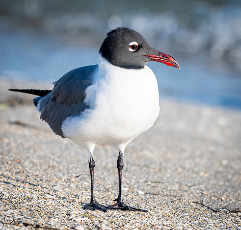 LaughingGullFtDesoto20190324_0465