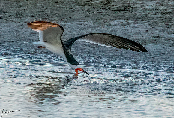 BlackSkimmerBreedingAdultFtDesoto20190410_0376-Edit