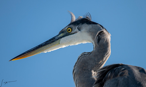 GreatBlueHeronFtDesoto20190325_0547