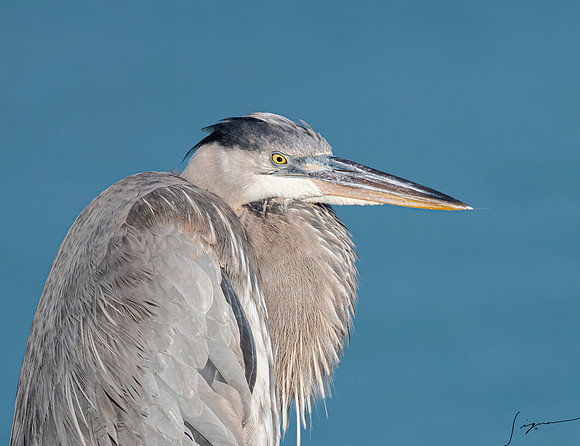 GreatBlueHeronFtDesoto20190325_0348