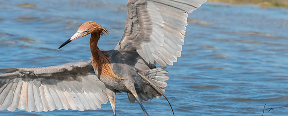 ReddishEgretFtDesoto20190408_0304-Edit-2