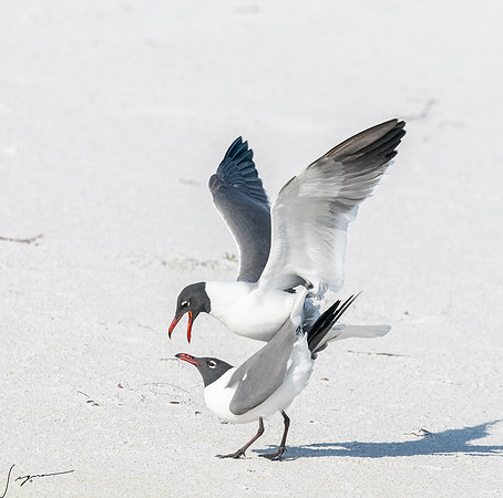 LaughingGullFtDesoto20190408_0466