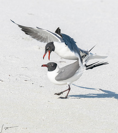 LaughingGullFtDesoto20190408_0472