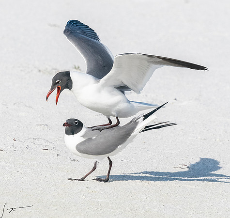 LaughingGullFtDesoto20190408_0479