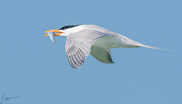 RoyalTernFtDesoto20190408_0532