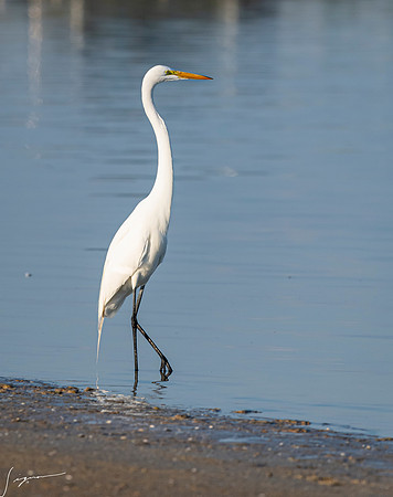GreatEgretFtDesoto20190324_0590