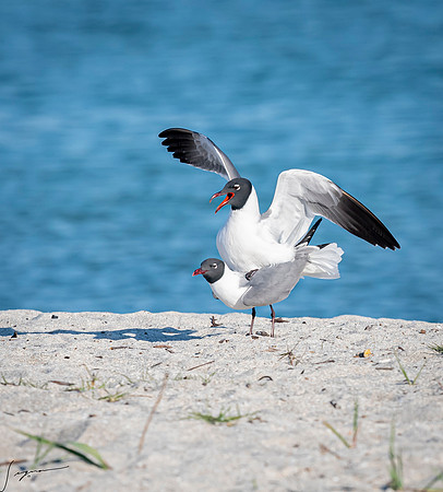 LaughingGullsMatingFtDesoto20190324_0253