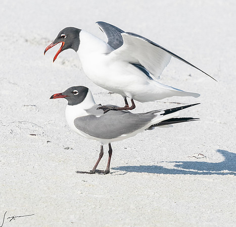 LaughingGullFtDesoto20190408_0475