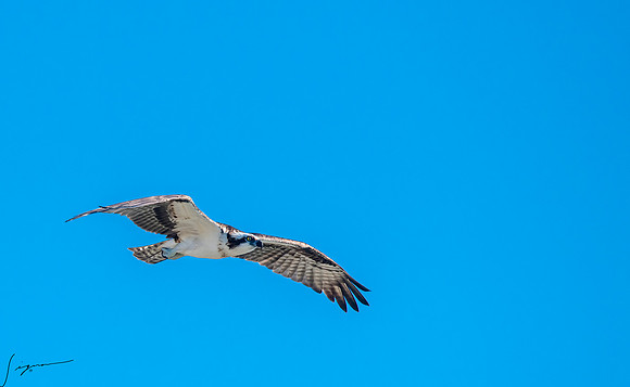 OspreyFtDesoto20190325_0817