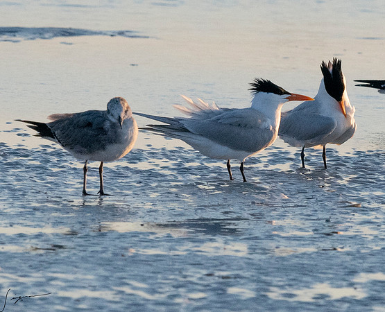 RoyalTernS&ImmatureLaughingGullFtDesota20190324_0810