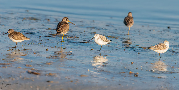Dunlin&ShortbilledDowitcher&SanderlingFtDesoto20190324_0648-Edit