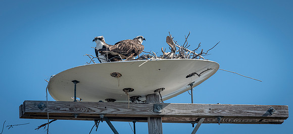 OspreyFtDesoto20190325_0767