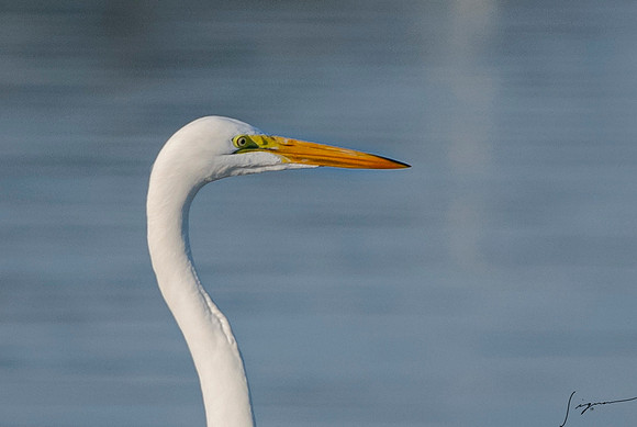GreatEgretFtDesoto20190324_0589