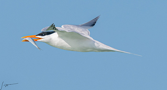 RoyalTernFtDesoto20190408_0538