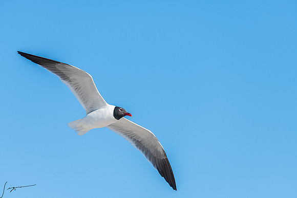LaughingGullFtDesoto20190324_0271