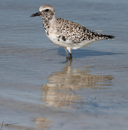 SanderlingFtDesoto20190410_0033