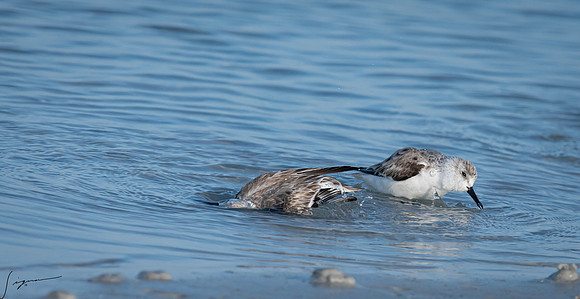 SanderlingFtDesoto20190408_0231