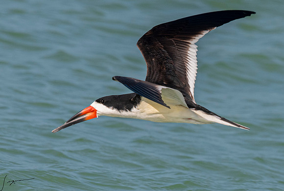 BlackSkimmerFtDesoto20190408_0615