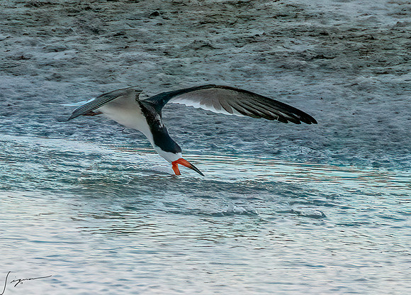 BlackSkimmerBreedingAdultFtDesoto20190410_0378-Edit