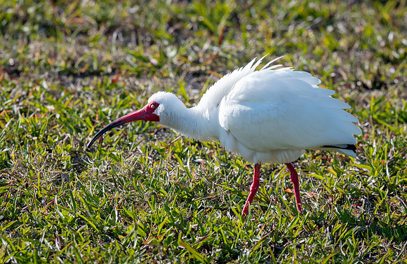 WhiteIbisFtDesoto20190324_0025