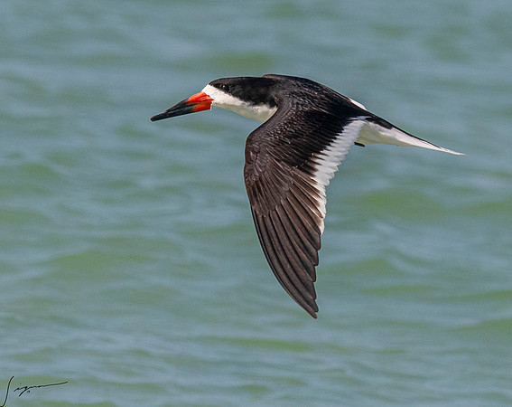 BlackSkimmerFtDesoto20190408_0656