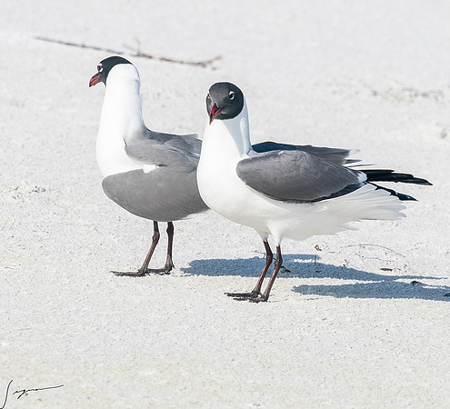 LaughingGullFtDesoto20190408_0486