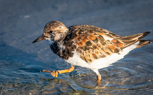 RuddyTurnstoneFtDesoto20190324_0758