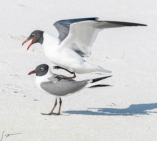 LaughingGullFtDesoto20190408_0477