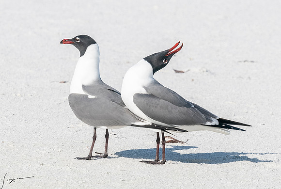 LaughingGullFtDesoto20190408_0443