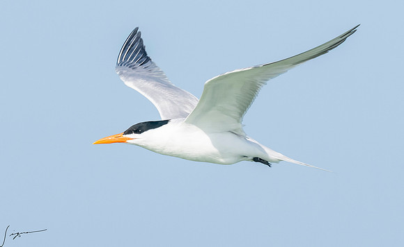 RoyalTernFtDesoto20190408_0513