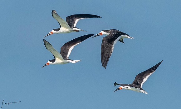 BlackSkimmerFtDesoto20190408_0588-Edit