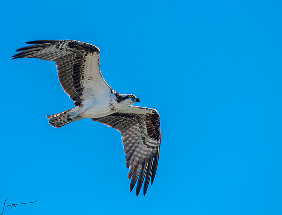 OspreyFtDesoto20190325_0819