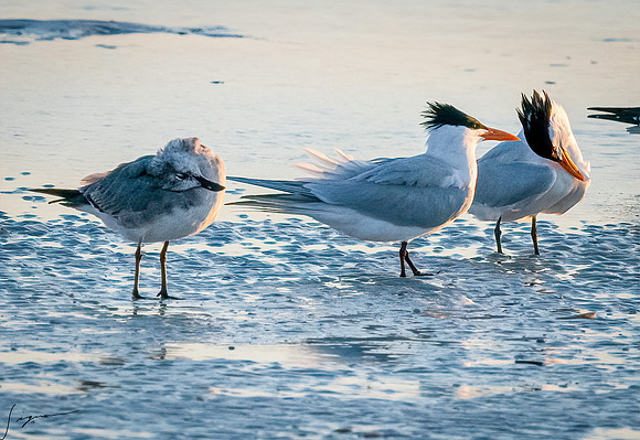 RoyalTerns&ImmatureLaughingGullFtDesota20190324_0806-Edit
