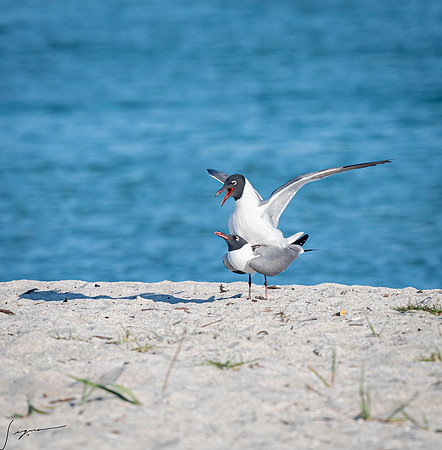 LaughingGullsMatingFtDesoto20190324_0249